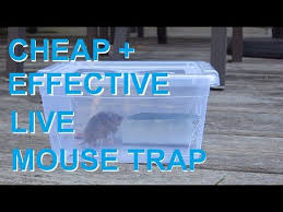 This trap is safe, reusable, and poses no risk to. 15 Rat Trap Ideas Traps Mouse Traps Rat Traps