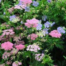 Image result for Pimpinella ledermannii