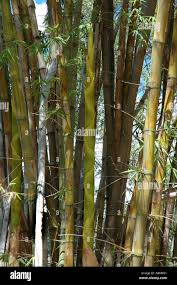 Image result for Bambusa balcooa