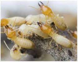 German (6.4%), american (2.7%), english (1.8%), irish (1.7%). Affordable And Top Rated Pest Control In Dodge City Kansas