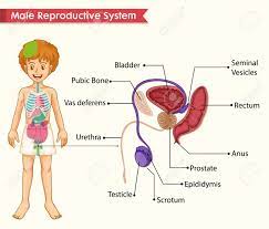 Learn vocabulary, terms and more with flashcards, games and other study tools. Scientific Medical Illustration Of Male Reproductive System Illustration Royalty Free Cliparts Vectors And Stock Illustration Image 127955803