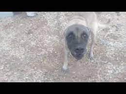 kangal kopegi hirlamasi kopek havlamasi urmesi vahsi kopek havlamasi sesleri videolari youtube kangal kopegi kopek videolar