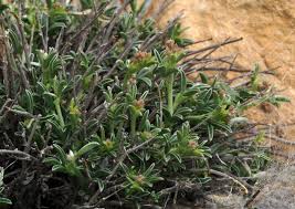 Image result for Argyrolobium fischeri