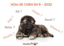 Des idées de noms pour un chien mâles commençant par la lettre p. De 300 Idees De Nom De Chien En R Annee 2020