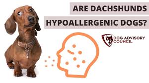 In addition, dachshunds are known for producing the least amount of dander among dog breeds, which further reduces their potential allergic effect. Iy9x Ogy1ttfhm