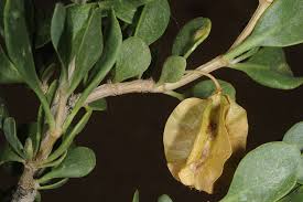 Image result for Zygophyllaceae