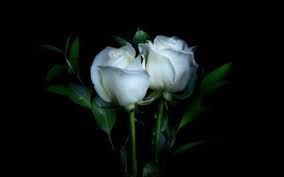 New users enjoy 60% off. 28 White Rose Hd Wallpapers Hintergrunde Wallpaper Abyss