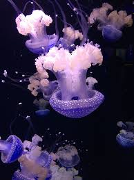 Jellyfish At The Baltimore National Aquarium Interesting Things Aquarium National