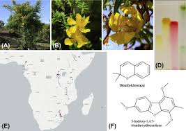 Image result for Hypericum revolutum