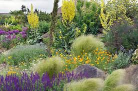 Rhs Garden Hyde Hall Essex Uk An Impressive Dry Garden 13 Of 19 Dry Garden Dry Garden Design Planting Grass
