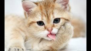 صور قطط جميلة يوتوب صور قطط رومانسية صور قطط بيضاء اجمل صور للقطط