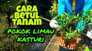 Check spelling or type a new query. Limau Kasturi Herunterladen