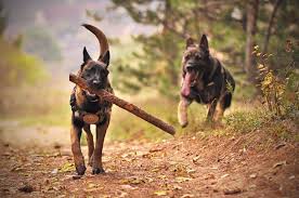 Maybe you would like to learn more about one of these? Pet Insurance In Indiana New Data 365 Pet Insurance