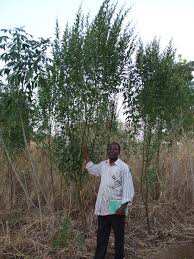 We did not find results for: Pigeon Pea Cajanus Cajan Forage Feedipedia