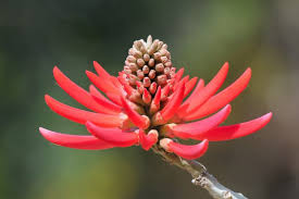 Image result for Corallocarpus triangularis