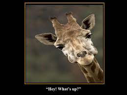 How to use the funny pictures with captions area. Animals With Funny Captions 2006