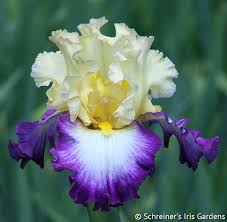 Kalau merk cat tembok yang satu ini mengusung beberapa kelebihan seperti antu jamur, cepat kering, tidak mudah pudar dan tahan lebih lama. Engagement Ring Tall Bearded Iris Iris Garden Iris Flowers Bearded Iris