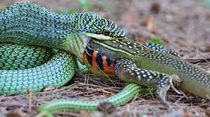 What S The Biggest Animal That A Snake Can Swallow Live Science
