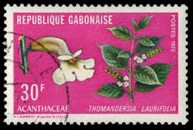 Image result for Thomandersia