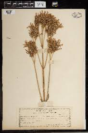 Image result for Kalanchoe hametiorum