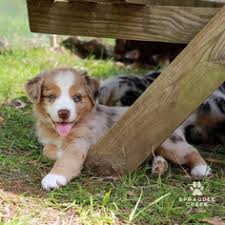 Look at pictures of australian shepherd puppies who need a home. View Ad Australian Shepherd Puppy For Sale Near Michigan Brighton Usa Adn 78128