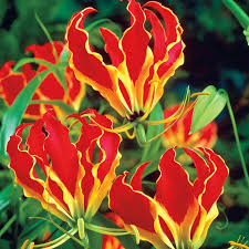 Image result for Gloriosa superba
