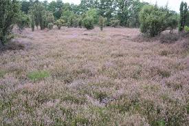 Image result for Ericinella