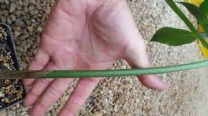 Image result for Amorphophallus lewallei