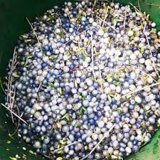 Image result for Coptosperma zygoon