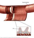 Image result for how often does whipples disease come back after successful treatment