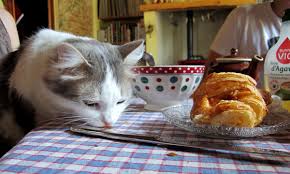 Epingle Sur Luvcats
