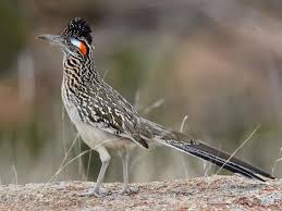 Birds Of The Southwestern Desert Greater Roadrunner Greater Roadrunner Road Runner Desert Animals
