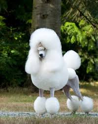 Sometimes your poodle's kneecap (patella) may slip out of place (called patellar luxation). Standard Poodle Breed Information History Health Pictures And More