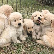 Our puppies are here.,, we now have our second litter of akc english cream golden retriever puppies born december 21,2020. Akc Golden Retrievers Puppy Ready For Dogs And Puppies For Adoption In Philadelphia Facebook