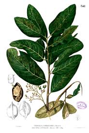 Image result for Heritiera