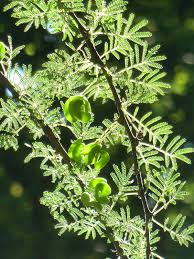 Image result for Acacia borleae