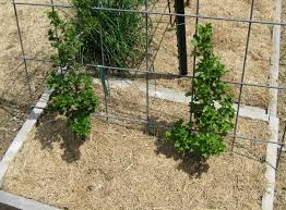 Pin on garden fruit trees. Part 2 How To Design Your Own Miniature Fruit Garden Abundant Mini Gardens