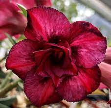 Pin On Rosa Do Deserto Negra
