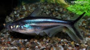 Menurut primbon, mimpi ini memiliki makna bahwa kamu akan mendapatkan rezeki, keberuntungan dan juga kehormatan serta kedudukan yang tinggi. 8 Jenis Ikan Patin Yang Ada Di Indonesia Hewanpedia