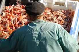 Bretagne Finistere Peche Port Le Guilvinec Langoustines Bretagne France Country Quimper
