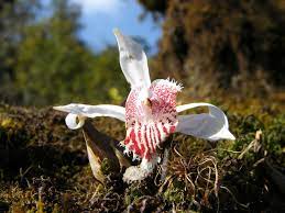 Tree Orchid Pokhara District Nepal Orquideas Orquidea Jardim