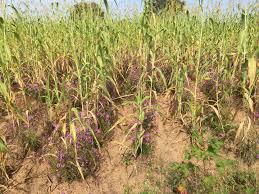 Image result for Striga junodii