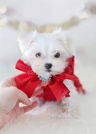 Maltese puppy for sale near florida, hialeah, usa. Christmas Puppy Gorgeous Maltese Puppy By Teacupspuppies Com Locally Bred In South Florida Maltese Maltese Puppy Teacup Puppies Teacup Puppies Maltese