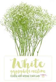 Choose from beautiful white wedding bouquets to centerpieces! Essential White Wedding Flower Guide Names Types Pics Wedding Flower Guide White Wedding Flowers White Flowers Names