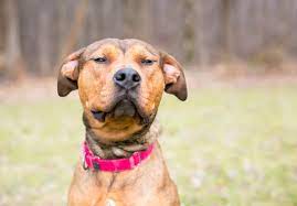 7 Strange Dog Noises And What They Mean Great Pet Care