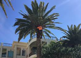 Trimming a palm tree that is 20 or 30 feet tall isn't expensive and will cost you just a few dollars. Expert Gold Coast Palm Tree Removal Pruning Free Quotes