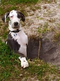 great dane cecil is proud of his hole deutsche dogge deutsche doggen deutsche