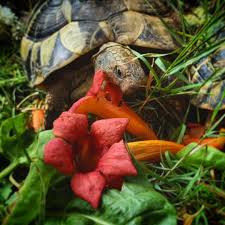 Comment Nourrir Ses Tortues Hermann Academie Tortue Hermann Nourriture Tortue Hermann Tortue