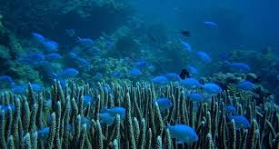 Image result for Lagoon Blue 1983 Kelvinator