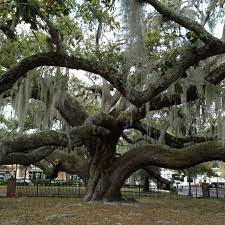 Safety Harbor Big Tree Safety Harbor Safety Harbor Florida Live Oak Trees